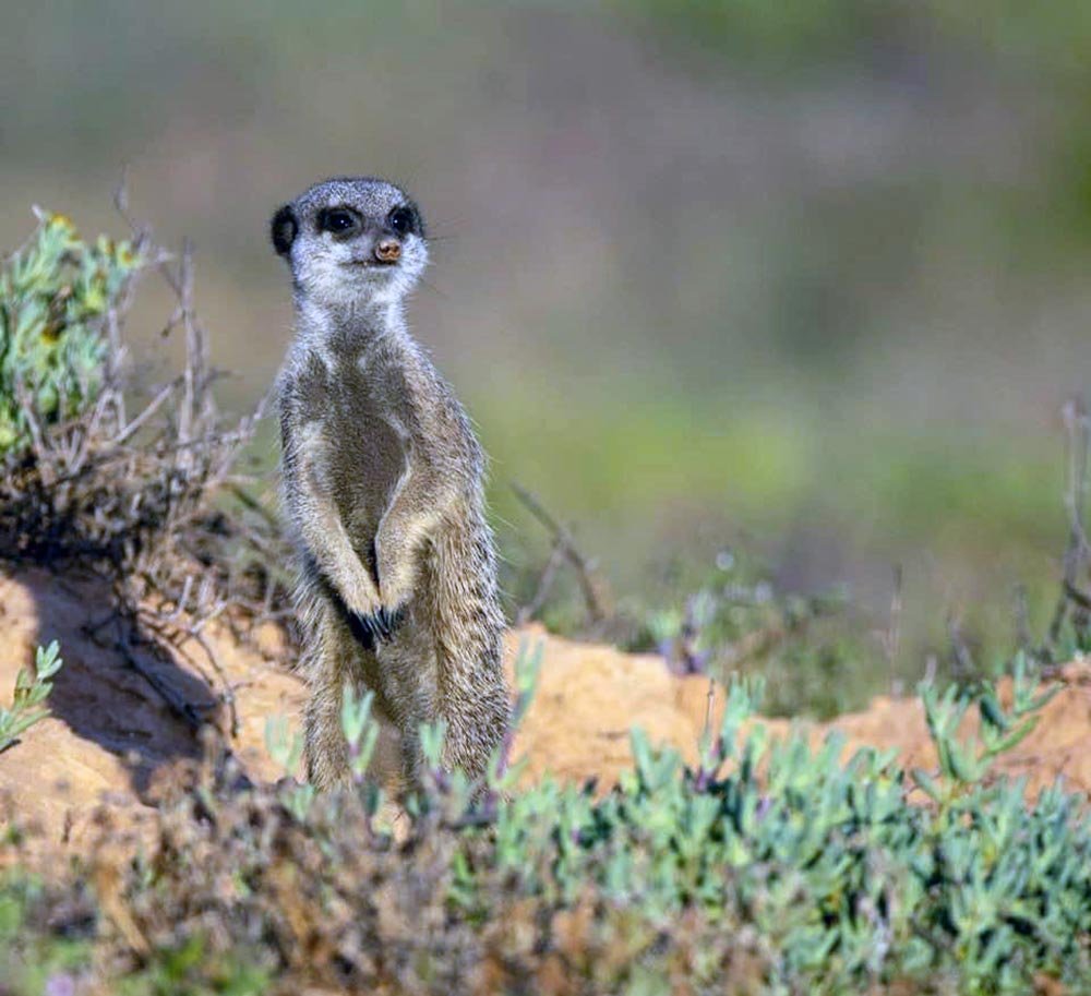 09_Meerkats_01_1000