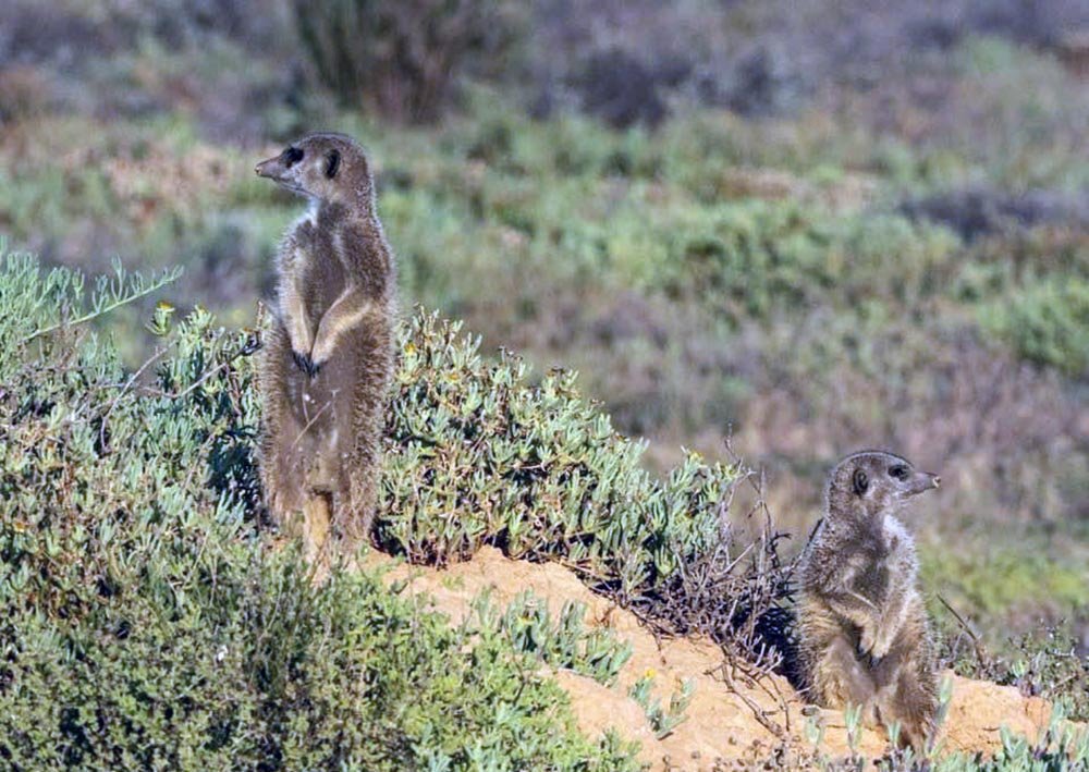 09_Meerkats_02_1000