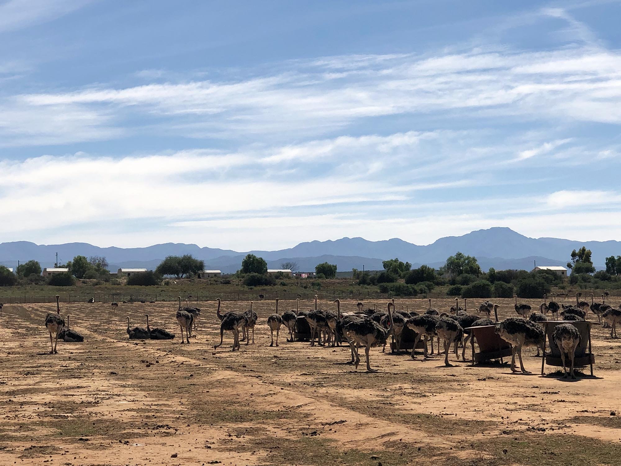 10_StraussenfarmOudtshoorn_2000