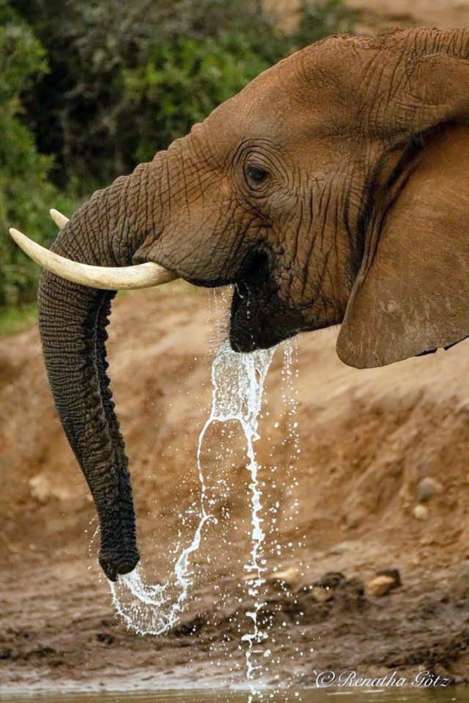 27_Elefant_2000